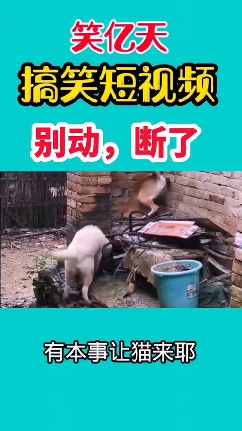 好玩的爆料搞笑视频,笑料横生!揭秘热门搞笑视频幕后趣事 第1张 好玩的爆料搞笑视频,笑料横生!揭秘热门搞笑视频幕后趣事 第1张