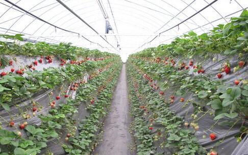 大棚草莓爆料视频大全,视频大全带你领略草莓种植全过程  第1张