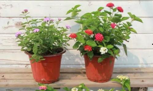 原神迪西娅最新爆料视频,原神新角色与剧情大揭秘! 第3张 原神迪西娅最新爆料视频,原神新角色与剧情大揭秘! 第3张